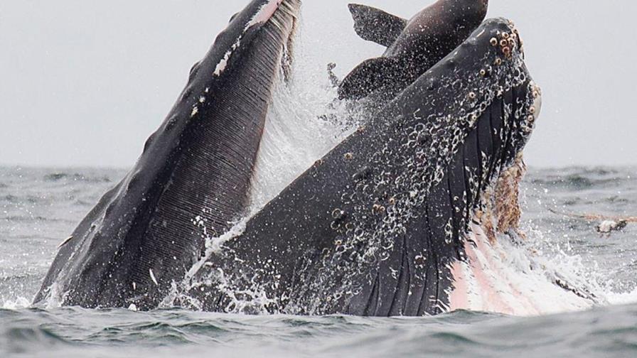 Fotógrafo capta momento exacto en que una ballena jorobada casi se traga un león marino