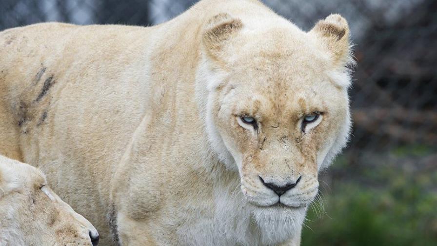  Ignora las advertencias de un parque y la leona a la que acaricia le muerde de gravedad