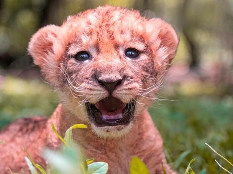 El Zoológico  Nacional le busca nombre a esta hermosa cachorra de león
