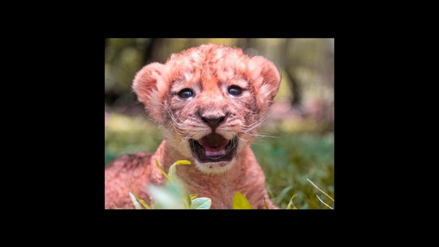 El Zoológico  Nacional le busca nombre a esta hermosa cachorra de león