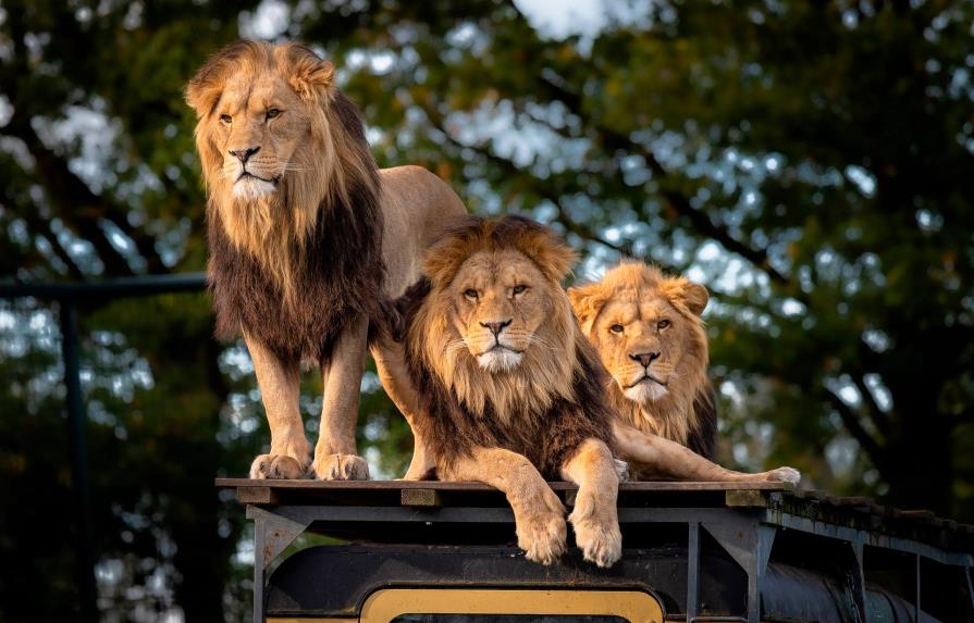 Tres leones fugados de su jaula en zoo cubano fueron retornados a su encierro