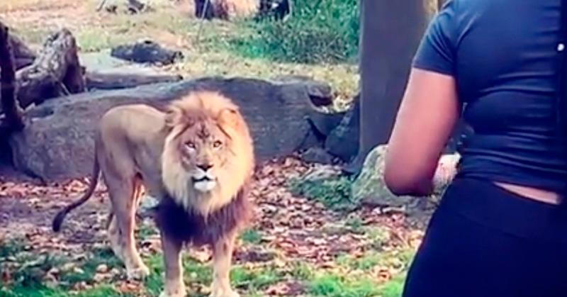 VIDEO | Se entregó la mujer que bailó con los leones en el zoo de Nueva York