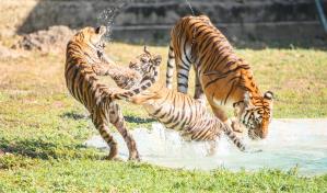 Un día en el Zoológico Nacional