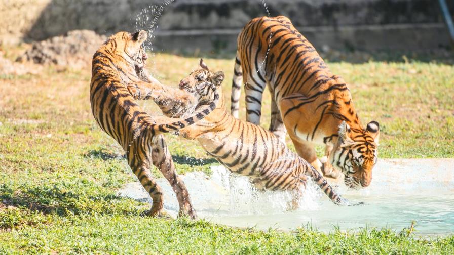 Un día en el Zoológico Nacional