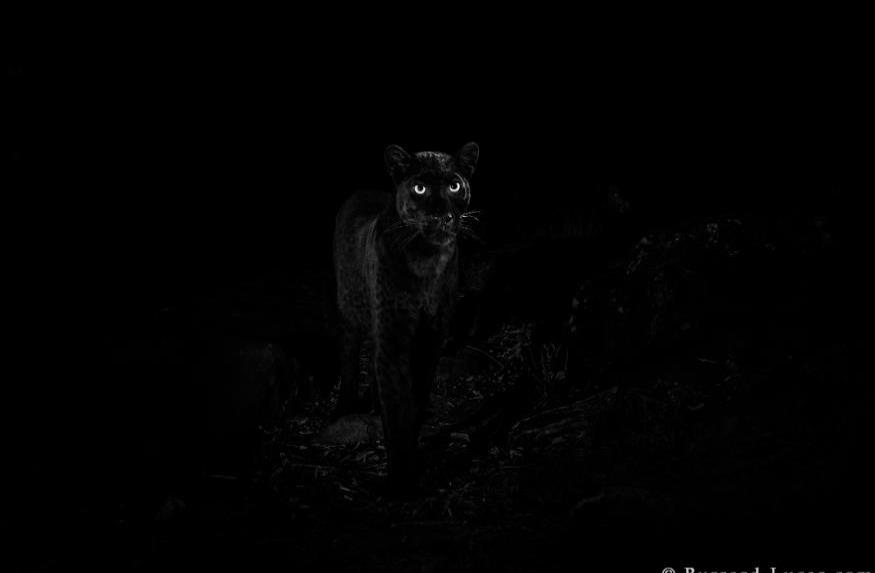 Fotógrafo sorprende al mundo con imágenes de un leopardo negro