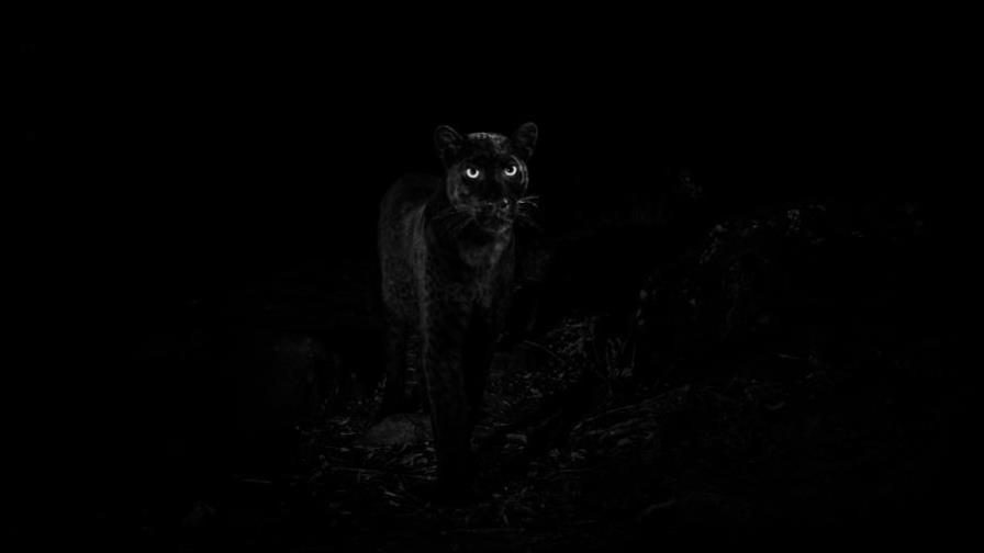 Fotógrafo sorprende al mundo con imágenes de un leopardo negro