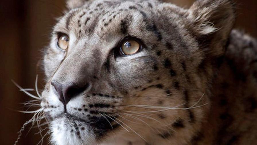 Zoológico mata a leopardo que se escapó Zoológico mata a leopardo que se escapó