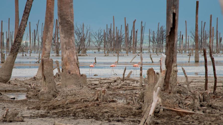 El nivel de las aguas del lago Enriquillo sigue bajando