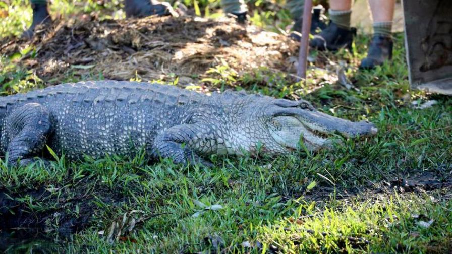 Un australiano de 60 años se defiende con una navaja de un cocodrilo Un australiano de 60 años se defiende con una navaja de un cocodrilo