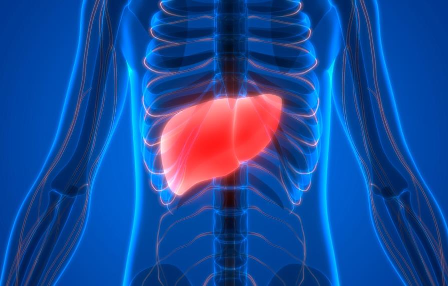 Una nueva técnica permite alargar la preservación de hígados para trasplantes