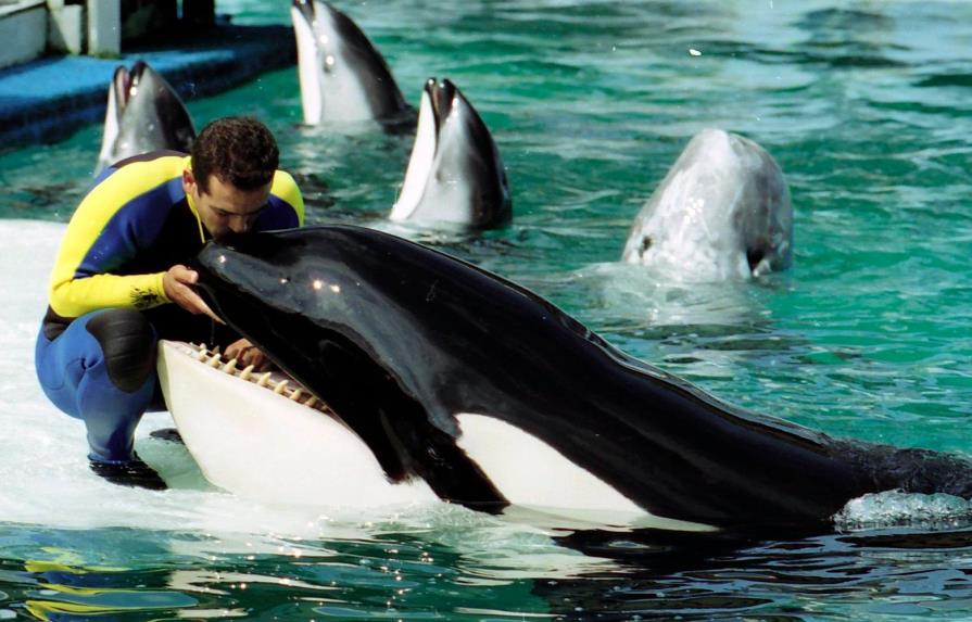 Piden a fiscal de EE.UU. intervenir para liberar a orca Lolita en Miami