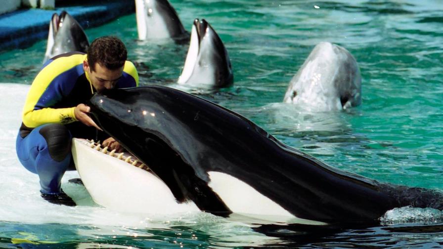 Piden a fiscal de EE.UU. intervenir para liberar a orca Lolita en Miami Piden a fiscal de EE.UU. intervenir para liberar a orca Lolita en Miami