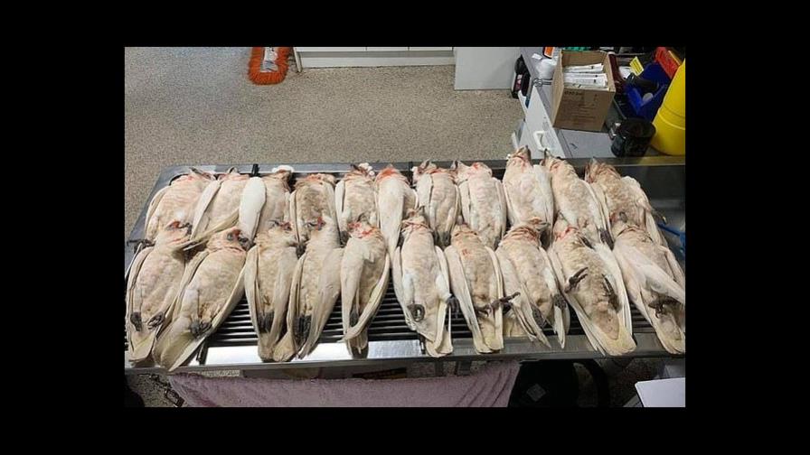 Docenas de loros moribundos cayeron del cielo en Australia Docenas de loros moribundos cayeron del cielo en Australia