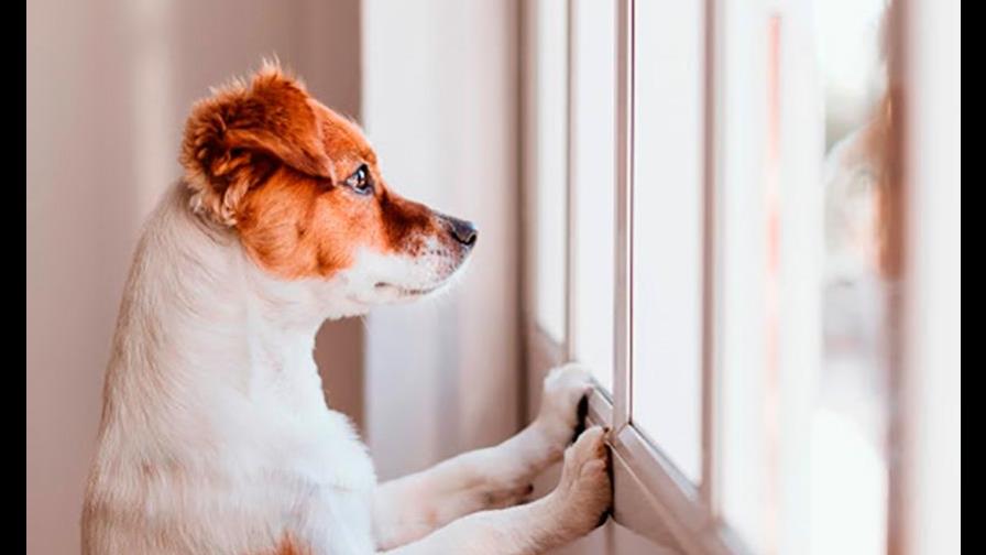 ¿Cuál perro comprar?