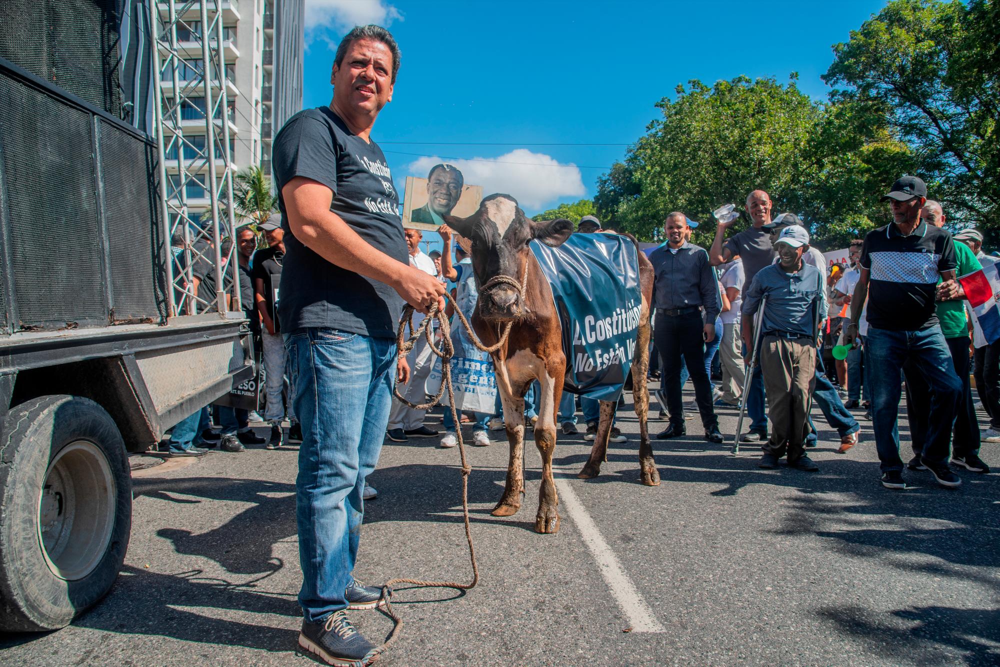Un hombre sostiene un vaca que porta un letrero advirtiendo que la Constitución no esta en venta