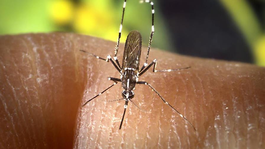 El dengue amenaza en  convertirse en epidemia