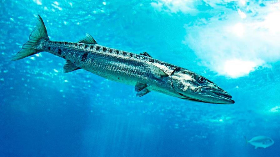Menor es transportado de emergencia tras ataque de animal marino en EEUU