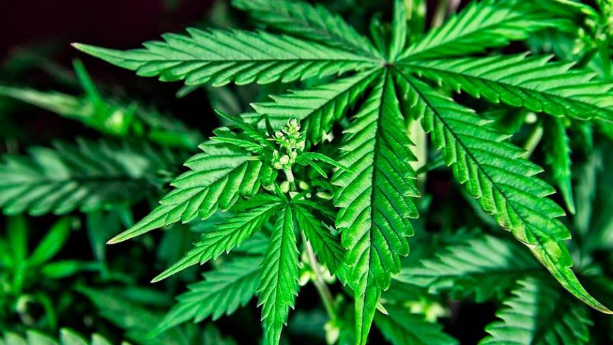 Malta legaliza el cultivo y consumo de cannabis con fines recreativos