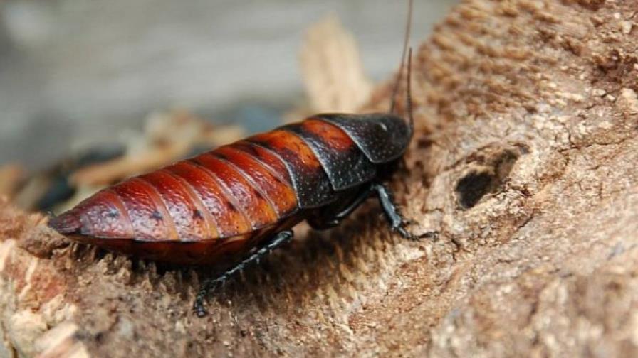 En San Valentín, una cucaracha ayuda a cerrar el ciclo de una relación