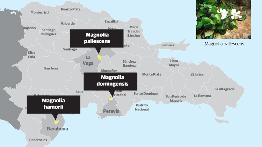 Procuran sacar a las magnolias de las especies amenazadas