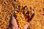 Argentina podría exportar 7.960 millones de dólares de una nueva cosecha de maíz