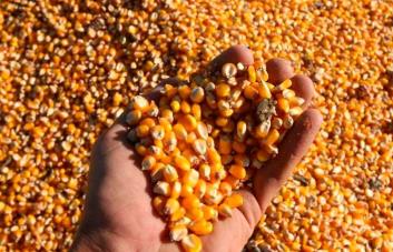 Argentina podría exportar 7.960 millones de dólares de una nueva cosecha de maíz