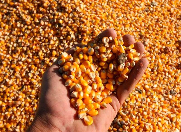 Argentina podría exportar 7.960 millones de dólares de una nueva cosecha de maíz