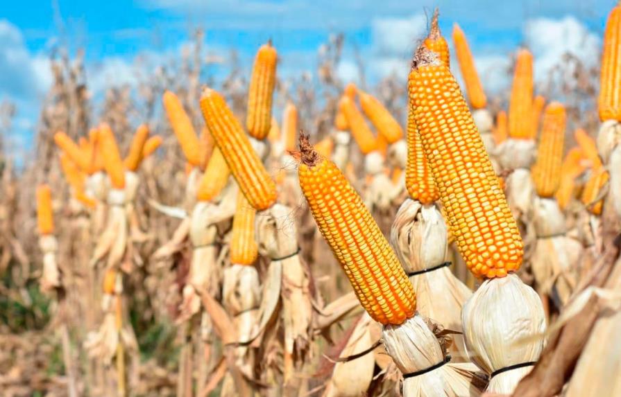 Cereales baten récords históricos de precio en el mercado internacional