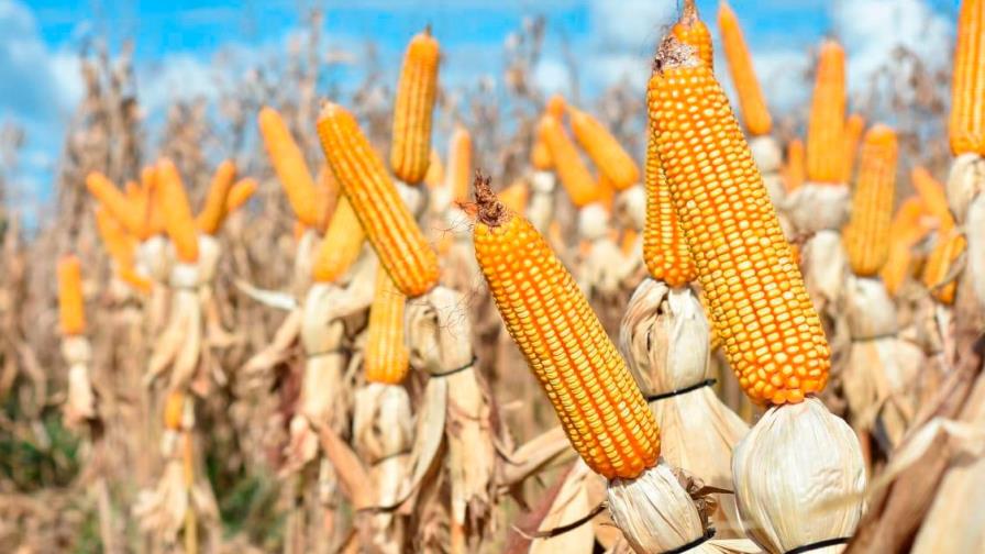 Cereales baten récords históricos de precio en el mercado internacional Cereales baten récords históricos de precio en el mercado internacional