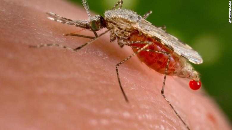 Un mosquito que combate la malaria