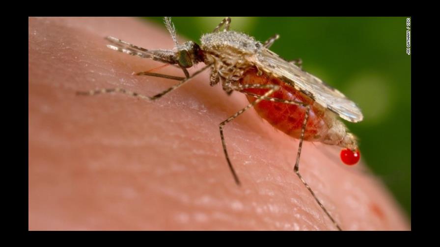 Un mosquito que combate la malaria