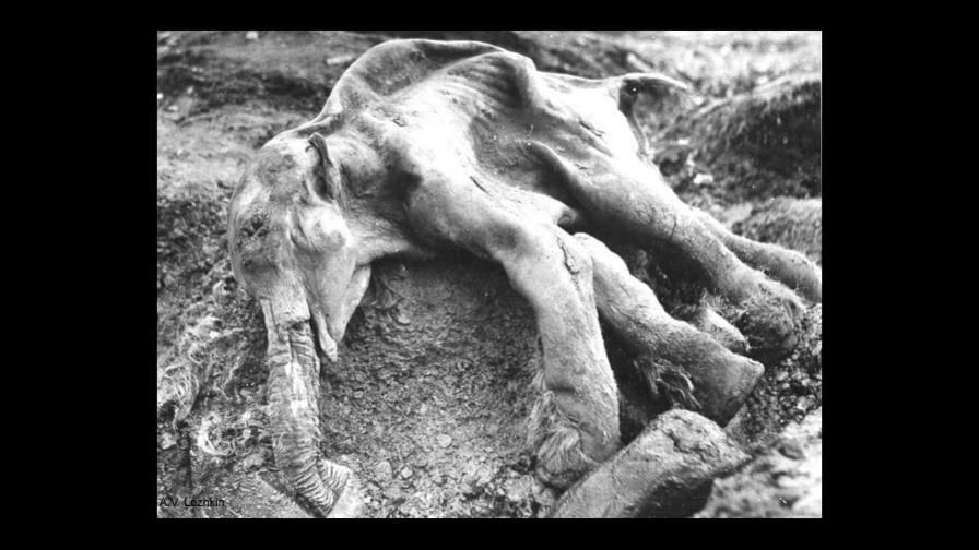 Un grupo de científicos logra activar células de mamut de 28,000 años de edad