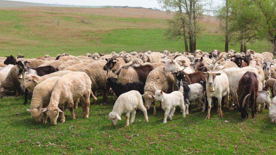 Faride y las manadas Faride y las manadas