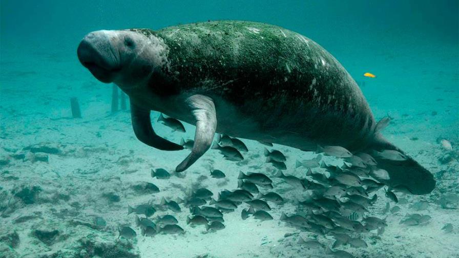 Mueren 841 manatíes en Florida hasta julio, la cifra más alta de su historia