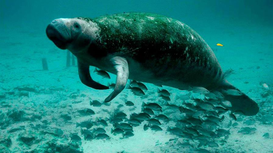 Florida confirma la muerte de casi mil manatíes en 2021, récord histórico