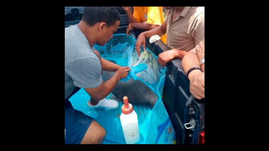 Muere manatí en el Acuario Nacional Muere manatí en el Acuario Nacional