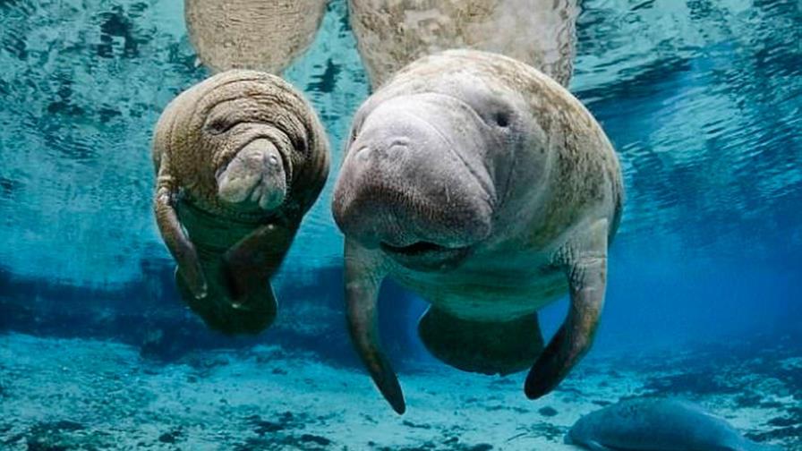 Alta mortandad de manatíes en Florida llega al Congreso de EEUU