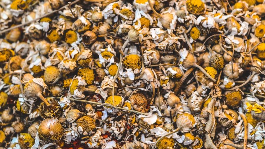 Conoce tres de las bondades de la manzanilla Conoce tres de las bondades de la manzanilla