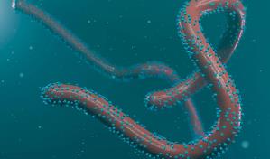 Enfermedad por el virus Marburg