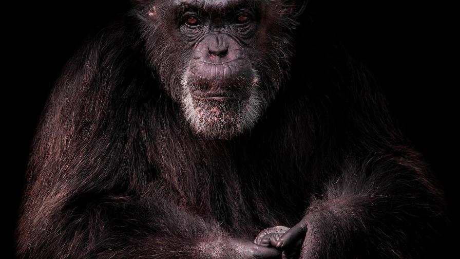 Fallece la mona María, del Zoológico Nacional