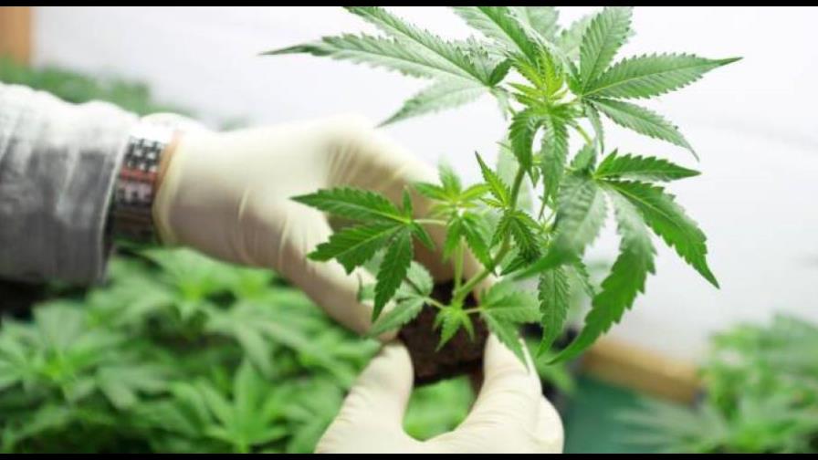 Mariguana: legalización y visitas a la Emergencia