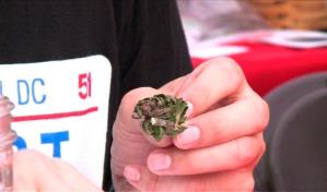 Marihuana y la salud es un matrimonio ineludible, indica Casa Abierta