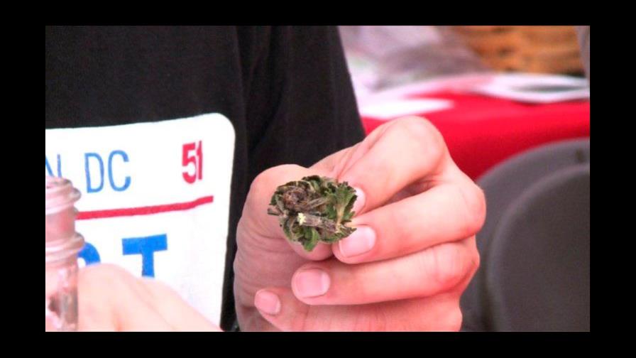 Marihuana y la salud es un matrimonio ineludible, indica Casa Abierta Marihuana y la salud es un matrimonio ineludible, indica Casa Abierta