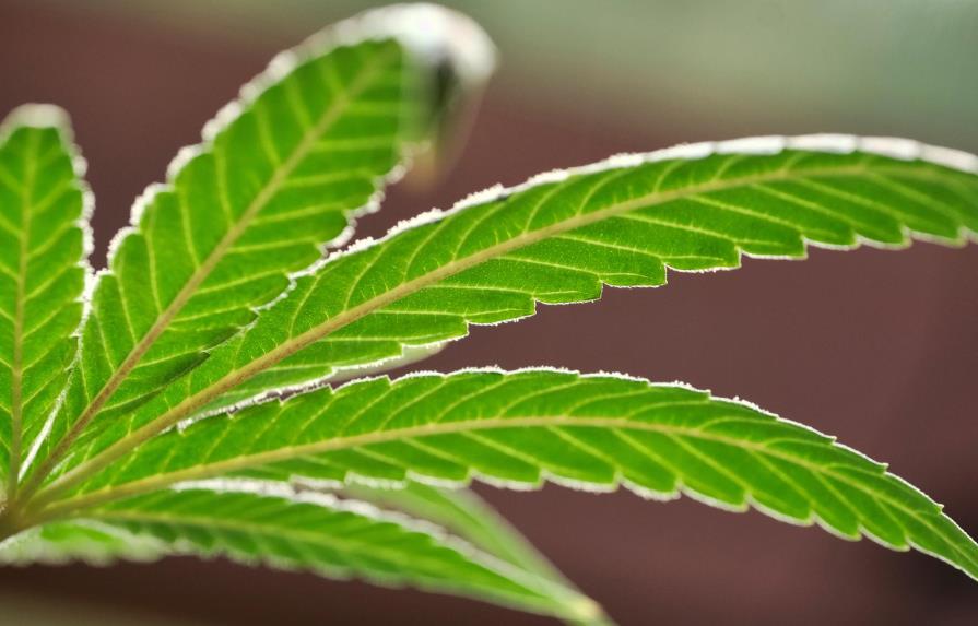 La marihuana medicinal después de años de espera llega a Luisiana