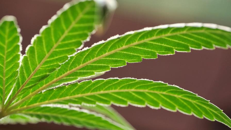 El desacuerdo y la duda en la ONU aplazan facilitar el uso médico de cannabis El desacuerdo y la duda en la ONU aplazan facilitar el uso médico de cannabis