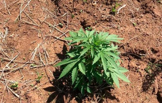 Descubren sembradío de plantas en Constanza que se presume es marihuana 