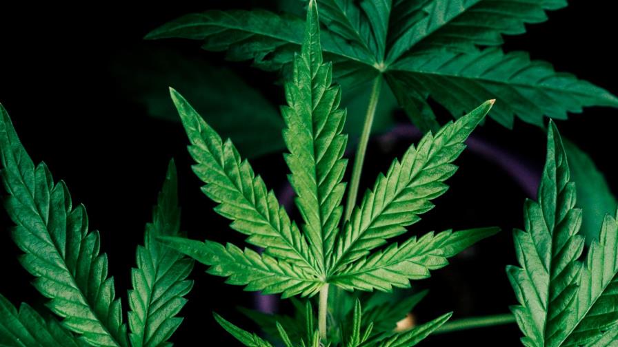 Ocupan 55 porciones de marihuana a un interno en cárcel de Mao