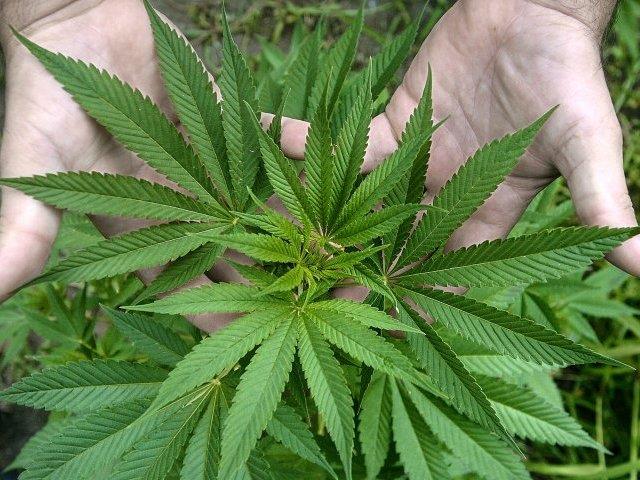 La ONU alerta sobre los riesgos de la legalización de la marihuana