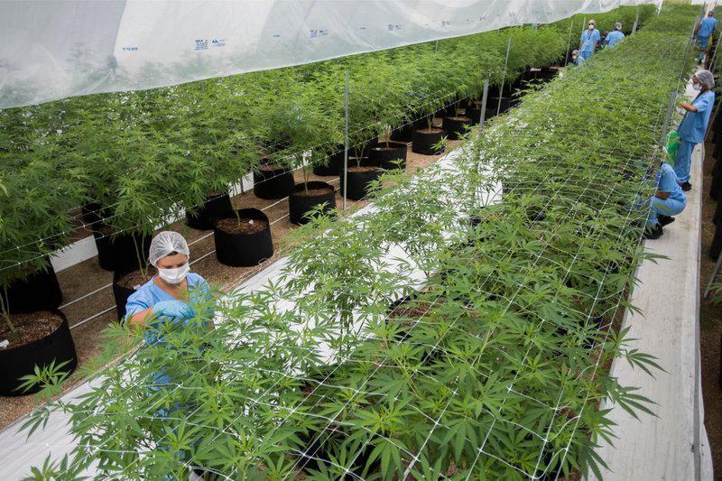 Gobierno uruguayo autoriza más cultivos de marihuana