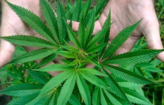 Mandan a prisión un hombre acusado de traficar marihuana en Las Matas de Farfán